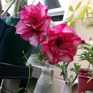 Meet your Posher, Carolina